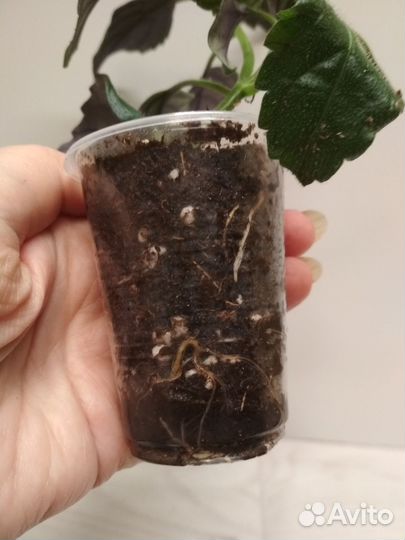 Неприхотливые комнатные растения