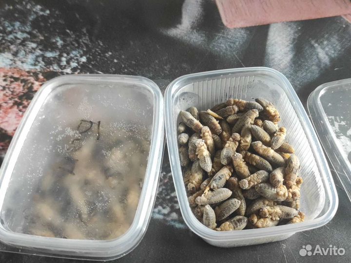 Банановые сверчки замороженные