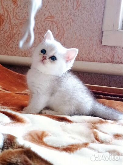 Британские котята