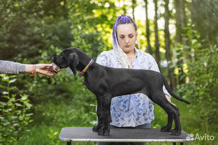 Щенки немецкого дога