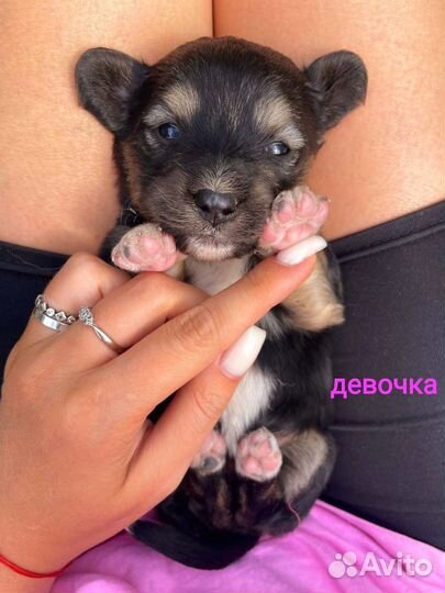 Щенки/ мама метис корги