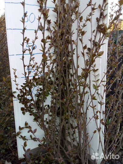 Кизильник блестящий