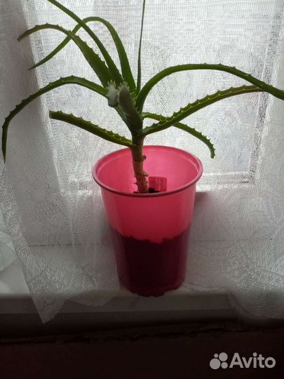 Алоэ столетник