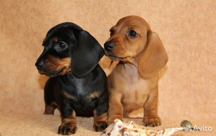 Мелкие и крупные породы