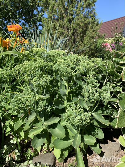 Почвопокровные растения для сада