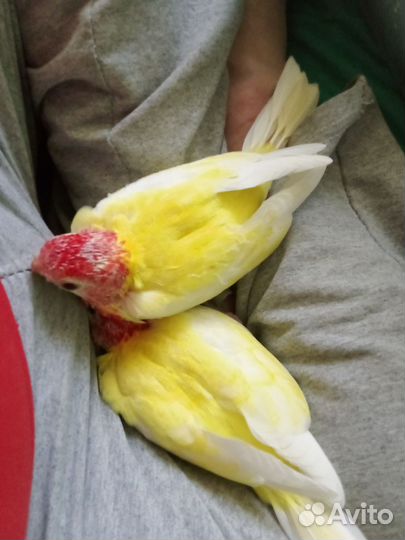 Птенцы розеллы