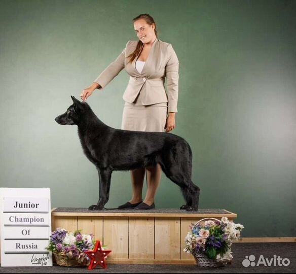 Профессиональный Хендлер