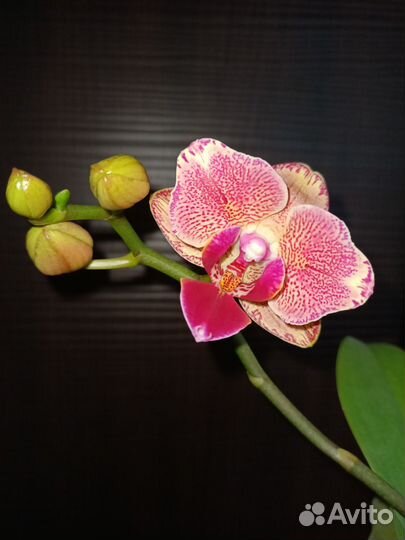 Фаленопсис пират пикоти бабочка