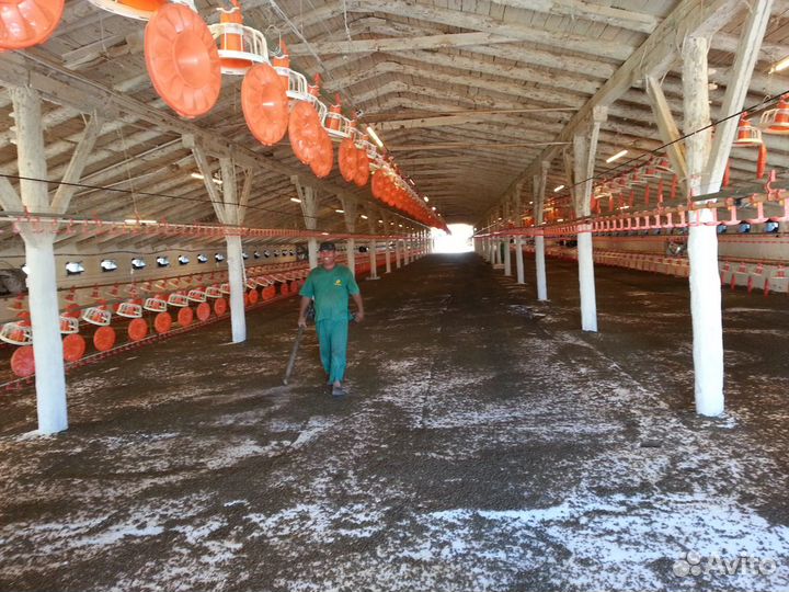 Оборудование для выращивания и содержания птицы