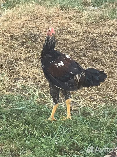 Бойцовые петухи