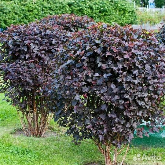 Пузыреплодник Дьябло