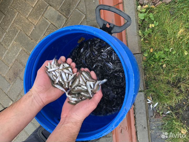 Карась для пруда и живец для рыбалки