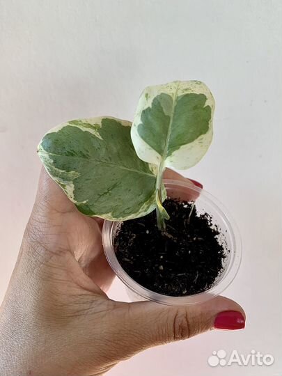 Эпипремнум сциндапсус неон аройдные