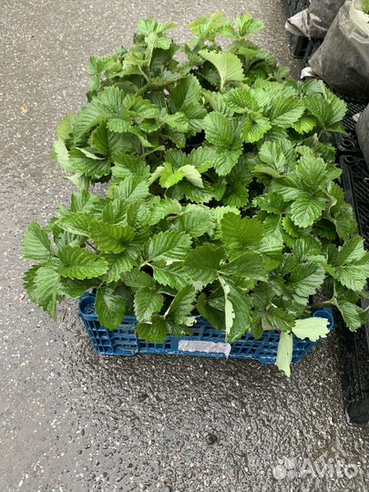 Рассада клубники купчиха