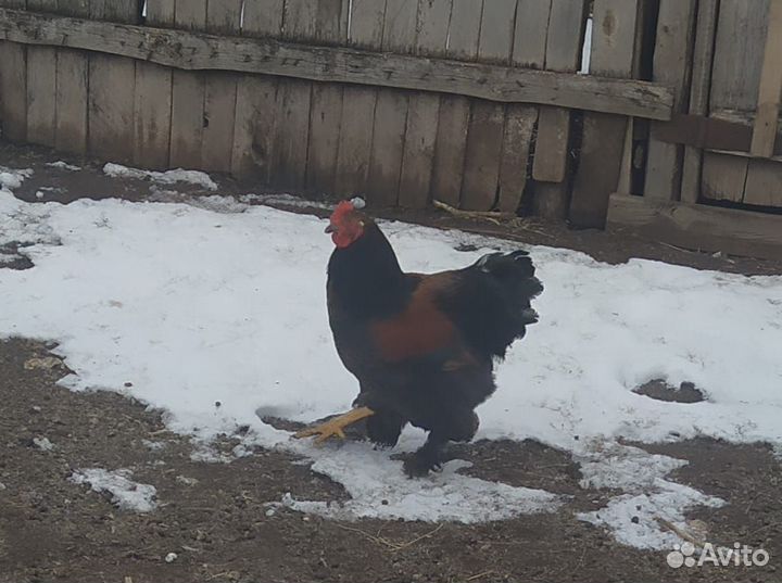 Молодые петухи