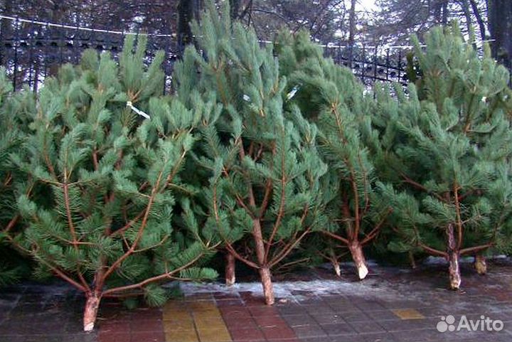 Сосна оптом