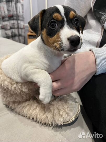 Джек Рассел терьер девочка