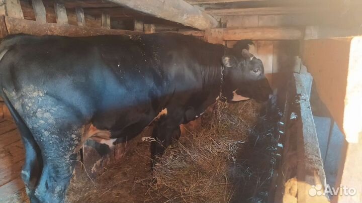 Продается бык