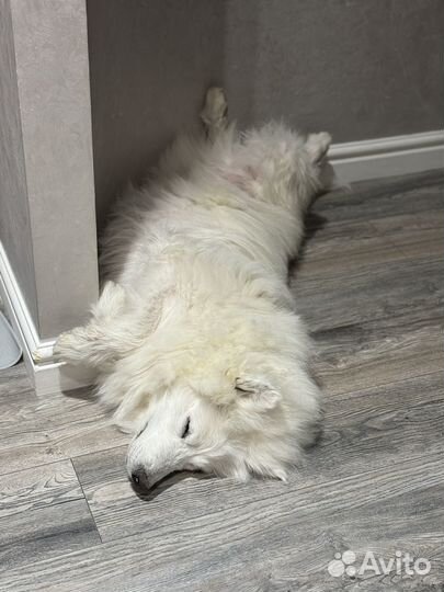 Передержка собак в домашних условиях