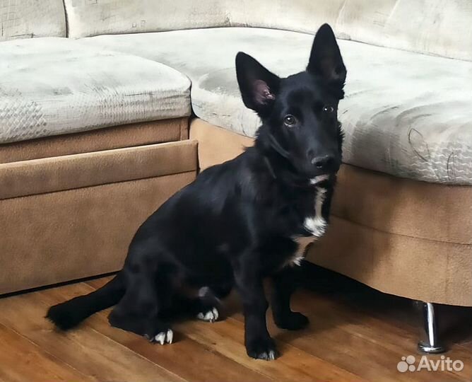 Небольшой метис таксы и лайки Блэкки 6 мес в дар