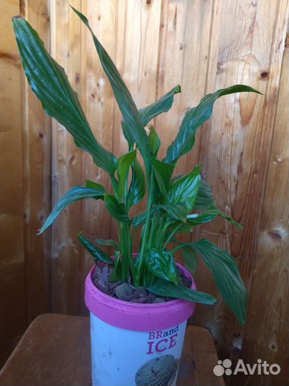 Спатифиллум