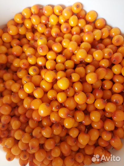 Саженцы и Ягоды облепихи