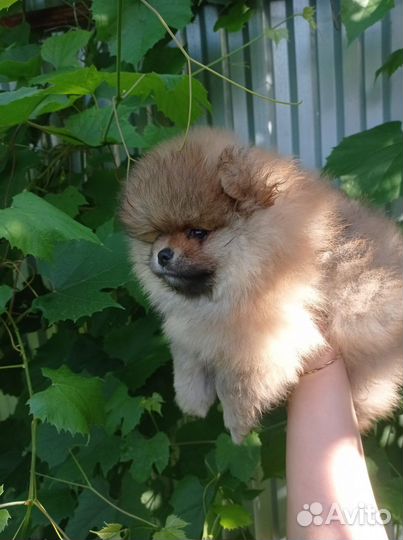 Померанский шпиц