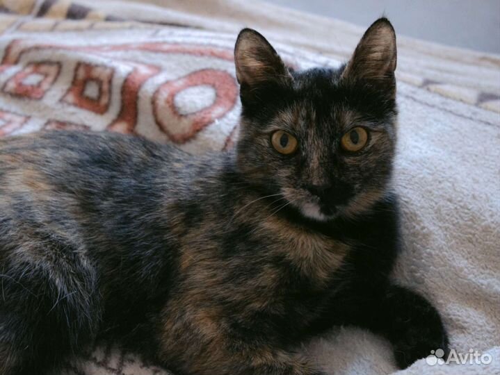 Кошка ищет дом