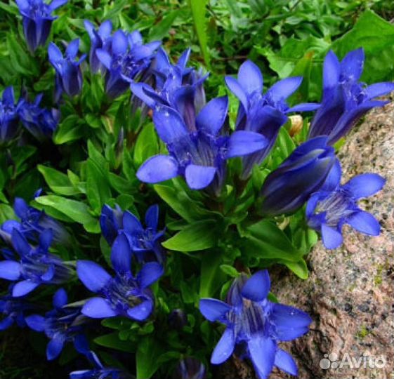 Горечавка семираздельная рассада