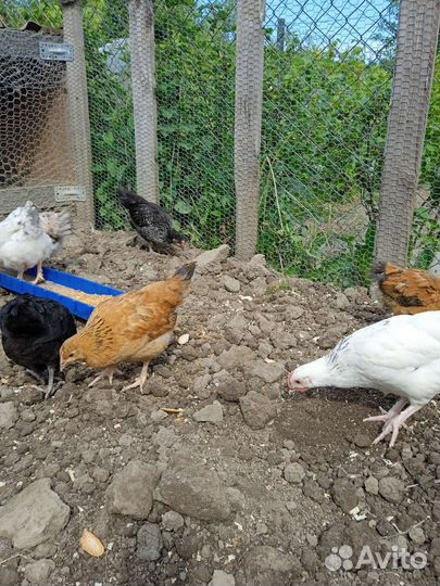 Цыплята Брама, Виандоты чёрное серебро, Ленггорн