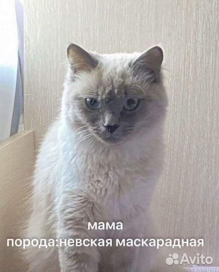 Другие породы