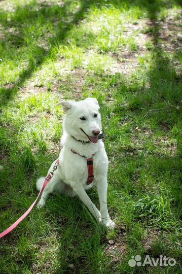 Прелестный малыш ищет дом