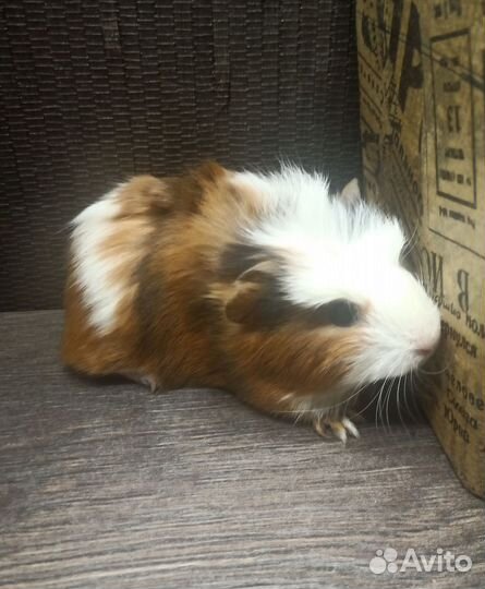 Морская свинка