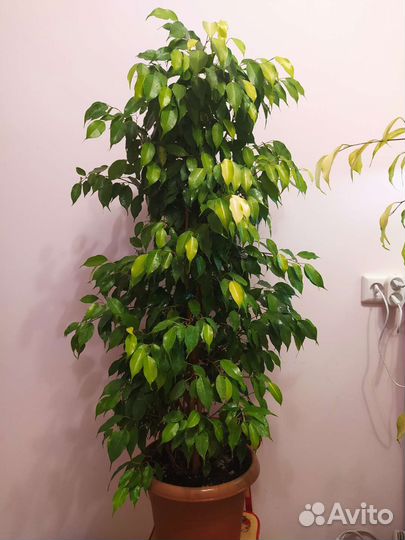 Фикусы Бенджамина Эстер и Даниэль