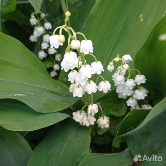 Золотые шары