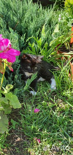 Кошка в дар