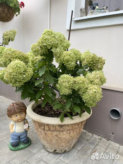 Гортензия литл лайм метельчатая