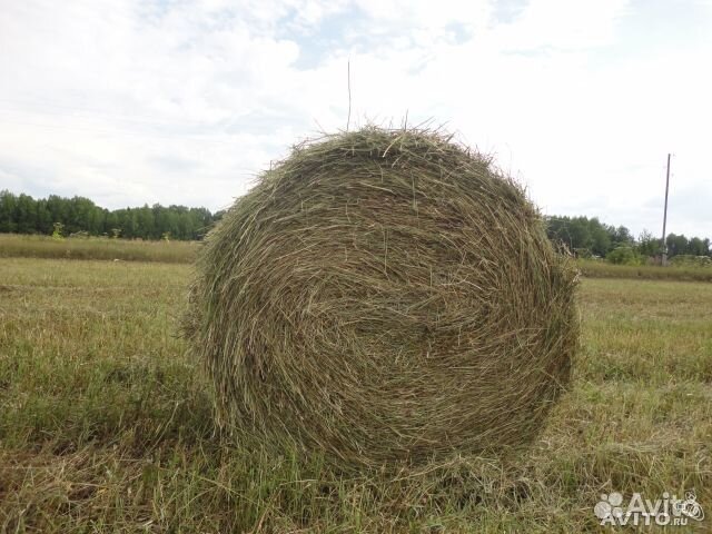 Продаю сено