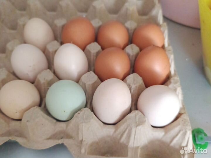 Иа яйцо чистопородных кур