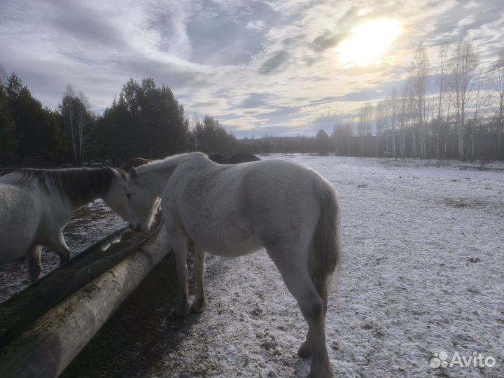 Лошадь