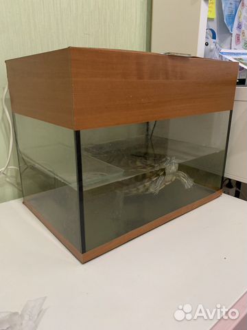 Черепашник