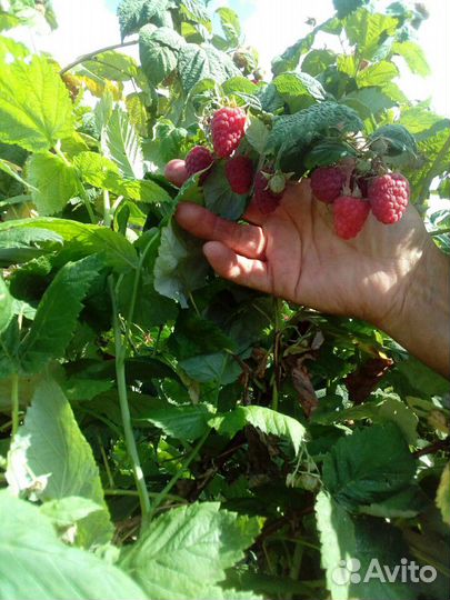 Малина, саженцы