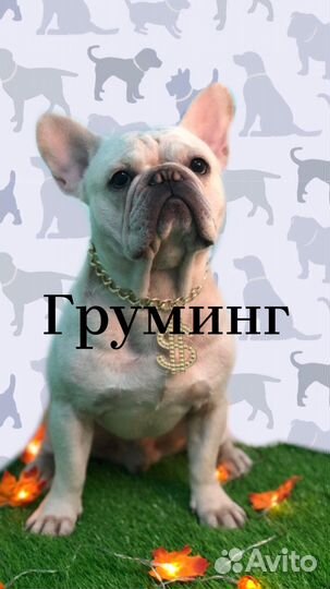 Груминг собак