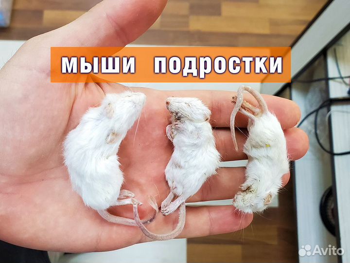 Кормовые грызуны (Заморозка) Мыши Крысы Цыплята