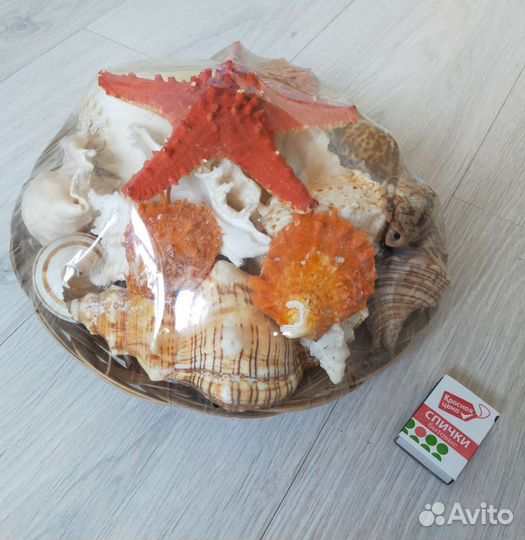 Набор ракушек