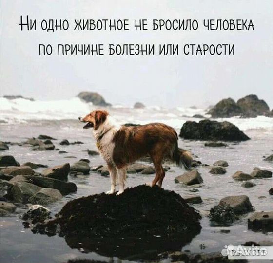 Ищу домашнюю передержку собаке до пристройства