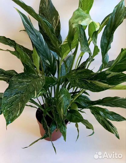 Спатифиллум вариегатный