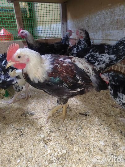 Молодые петухи