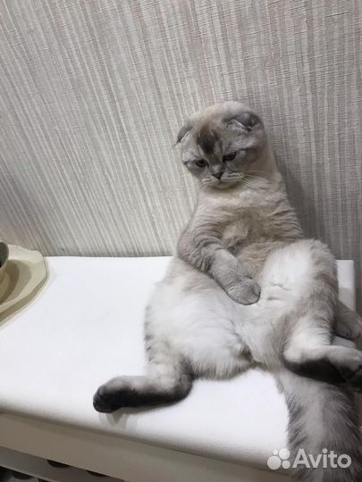 Ищем жениха