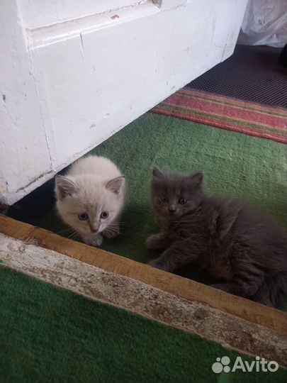 Котята в добрые руки даром бесплатно